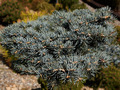 Abies concolor Piggelmee IMG_3817 Jodła jednobarwna